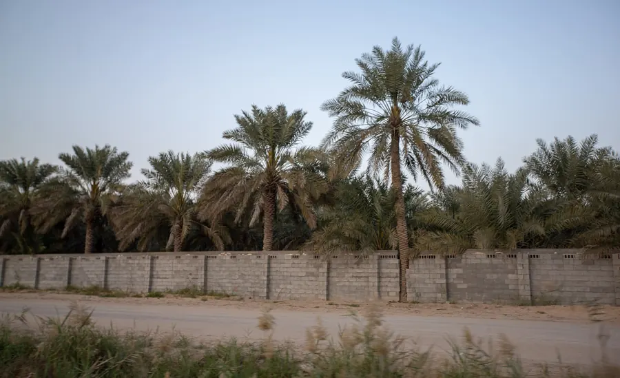 نخيل واحة الأحساء