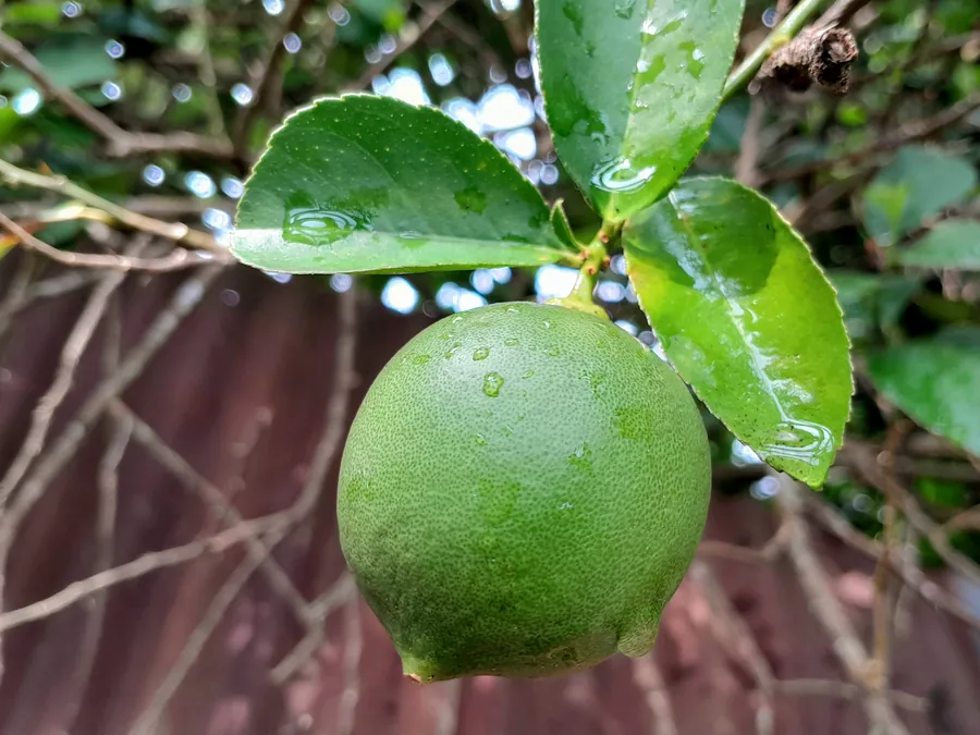 ثمرة ليمون خضراء على غصنها